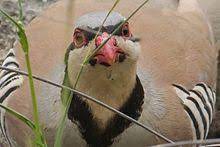 Chukar Partridge Wikipedia A creature with feathers and wings, usually able to fly: chukar partridge wikipedia