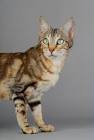 Sokoke Cat Breeders and Information - Kittens For Sale