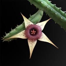 Image result for Huernia procumbens