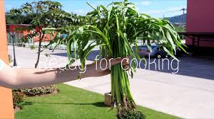 New listingsilk artificial flower hanging plant morning glory vine wall garland shop garden. How To Plant Cook Morning Glory Vegetable Youtube