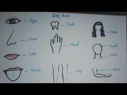 Kids learn best when they don't know they are learning! Easy Body Parts Drawing For Kids Youtube