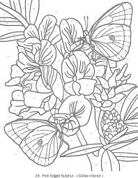 Creative Haven Butterflies Color By Number Coloring Book Butterfly Papillon Mariposas Vli With Images Butterfly Coloring Page Pattern Coloring Pages Fairy Coloring Pages