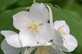 Le seringat de lemoine (philadelphus x lemoinei) est sûrement l'une des variétés les plus parfumées. Planter Le Seringat Gamm Vert