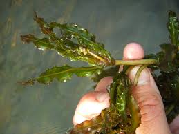 Image result for Potamogeton richardii