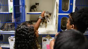 To adopt, please fill out an application and send your pet policy if you rent to info@fapspet.org. Cumberland County Pet Adoption Event Set For August