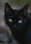 What to Know About Cats With Green Eyes - Catster