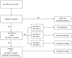 reactivation of hepatitis b after liver transplantation