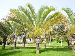 Image result for Dypsis decaryi