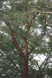 Image result for Acacia pilispina