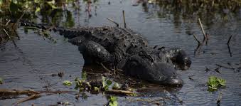 Maybe you would like to learn more about one of these? Alligator Hunting Trips Bookyourhunt Com