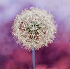Yes I Lenda V L Won The January 2017 Lotto Jackpot 000 4 3 13 7 11 11 22 Universe Please Help Me Now Thank Pretty Flowers Dandelion Dandelion Puffs