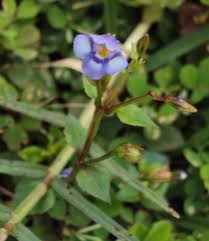 Image result for Lindernia monroi