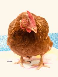 If you enjoy, please leave a like and subscribe. Edgar S Mission Beetlejuice And A Kinder Way Of Living Dumped In A Dog Park This Sweet Hen Is Lucky To Be Alive Spied Not By Hungry Predators Or Curious And