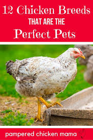 12 Types Of Chickens Smart Women Keep As Pets Pampered Chicken Mama Raising Backyard Chickens Beginner Backyard Chickens Chicken Owner Types Of Chickens