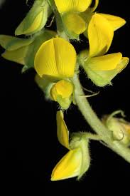 Image result for Crotalaria comosa