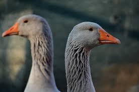 Frankonian Or Franconian Geese Are An Old German Breed From The Northern Parts Of Bavaria They Re A Relat Baked Artichoke Hearts Recipe Fried Artichoke Breeds