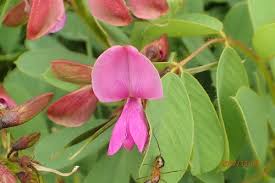 Image result for Tephrosia argyrolampra