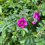 July Herb Walk — The Healing Garden