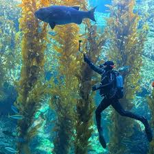 Birch Aquarium At Scripps Institution Of Oceanography 2300 Expedition Way La Jolla Ca 92037 Giant Kelp Forest In 2020 Kelp Forest Birch Aquarium Endangered