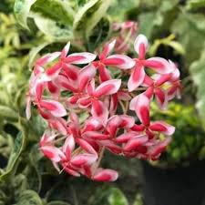 Bunga siantan bunga jejarum bunga siantan di tangkai lagi sudah layu pantang dicabar anak jantan takut tidak musuh seribu. Pokok Bunga Siantan Purple Shopee Malaysia