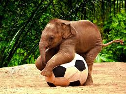 Elephants are beautiful, affectionate, and loving creatures, which we know is true. Cute Baby Elephant Playing Football Babyelephants