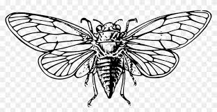 Show your kids a fun way to learn the abcs with alphabet printables they can color. Cicada Coloring Pages Free Colouring Breathtaking Inspiring Cicada Clip Art Free Transparent Png Clipart Images Download