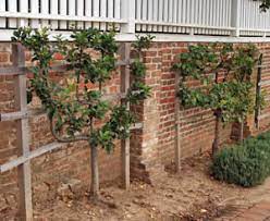 This sunny position also helps fruit trees to produce a better crop than if allowed to grow without assistance. Espalier Wisconsin Horticulture