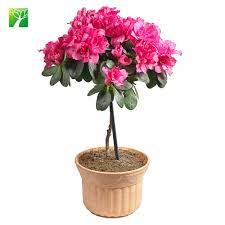 We did not find results for: Hot Sale Tropical Flower Bonsai Live Plant Azalea Rhododendron Buy Bonsai Live Plant Tropical Flower Plant Tropical Plant Product On Alibaba Com