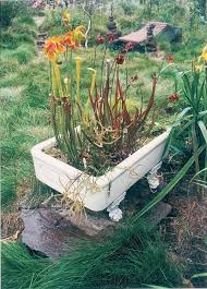 Use distilled water whenever possible — regular tap water contains additives such as chlorine which are hard for the plants to process. Growing Carnivorous Plants With Peter D Amato A Way To Garden