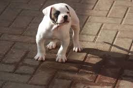 This breeds coat is white or white with patches that are either red (i.e. American Bulldog Puppies For Sale Arkansas 98 Emerson Township Ar 167734
