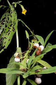Image result for Macledium poggei