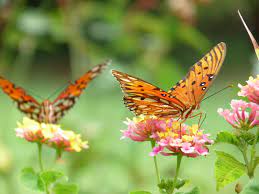 Taubenschwänzchen schmetterling im anflufg auf flieder. Schmetterlingsgarten Anlegen Die Besten Tipps Pflanzplan