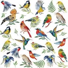 Oiseau Exotique Un Grand Marche