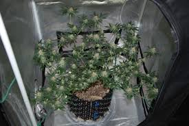 There are no spare parts available for this product. Barney S Farm G13 Haze Grow Journal Week11 By Cariboo Og Growdiaries