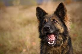 Commonly seen colors are brindle, black and light brown, and. Long Haired German Shepherd What To Know Before Buying All Things Dogs All Things Dogs