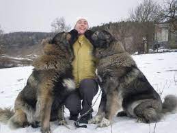 Top 7 Strangest Caucasian Mountain Dog Facts Caucasian Mountain Dog Caucasian Shepherd Dog Massive Dogs