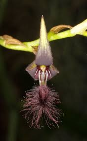 Image result for Bulbophyllum saltatorium
