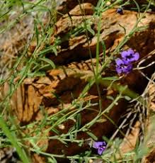 Image result for Anticharis senegalensis