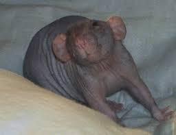 How much did you spend initially on all the basics you need (cage, toys, etc)? Are Rats For You