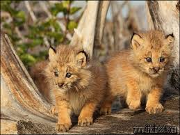 If you want to put something on craigslist, just follow. Buying Canadian Lynx Kittens For Sale Lynx Kitten Kitten For Sale Cute Baby Animals