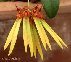 Image result for Bulbophyllum humblotii