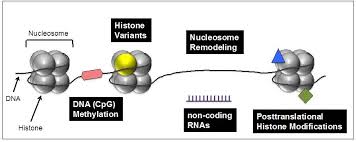 In the last decade, synthetic and chemical biology techniques have emerged to study these modifications… Ag Hake Genetics