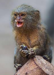 They can do so at any point in the year. 31 Pygmy Marmoset Facts Guide To Finger Monkeys Cebuella Pygmaea Storyteller Travel