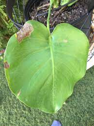 There, pleasant temperatures between 25 and 30 degrees celsius and high humidity prevail throughout the year. Is There Any Curing A Monstera Deliciousa With These Dried Brown Spots On Some Of The Leaves Gardening Garden Monstera Plant Leaves Brown Spots On Leaves