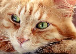 ภเgคk ค๓ kedi