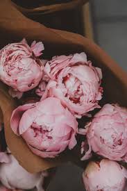 My beloved peonies were out of season, so my florist suggested garden roses. 500 Peony Pictures Hd Download Free Images Stock Photos On Unsplash