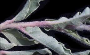 Image result for Jatropha scaposa