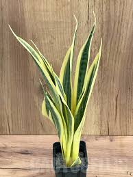 Image result for Sansevieria trifasciata