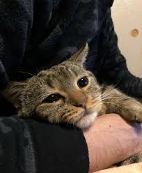 Kedi Panosundaki Pin