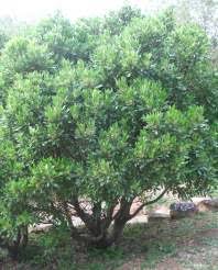 Image result for Ekebergia